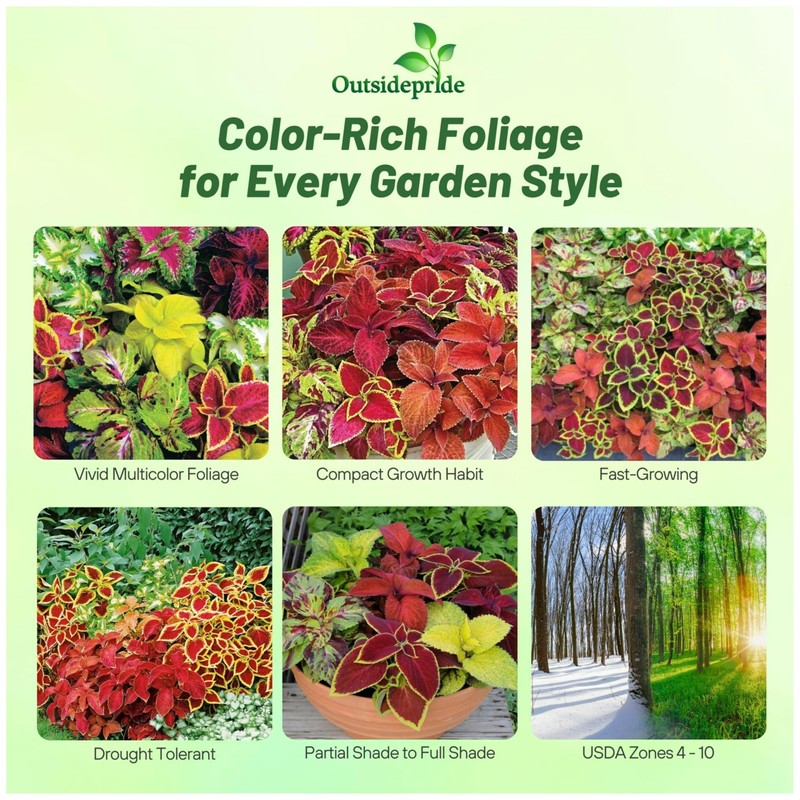 Outsidepride Wizard Mix Coleus Seeds for Planting - 400 Pcs