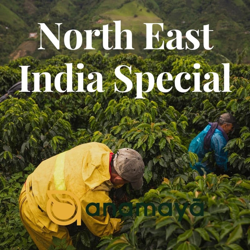 Bay Leaves for Cooking | Indian Bay Leaf by Anamaya