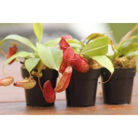 Savage Gardeners Nepenthes 'St Gaya' Pitcher Plant - LIVE Carnivorous - Small Beginner Friendly - bare root