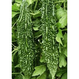 15 Indian Green F1 Hybrid Bitter Gourd (Bitter Melon)Melon Seeds; Bitter Gourd; Momordica charantia