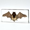 M, L & XL Sizes 3pcs Bats Insect Specimens in