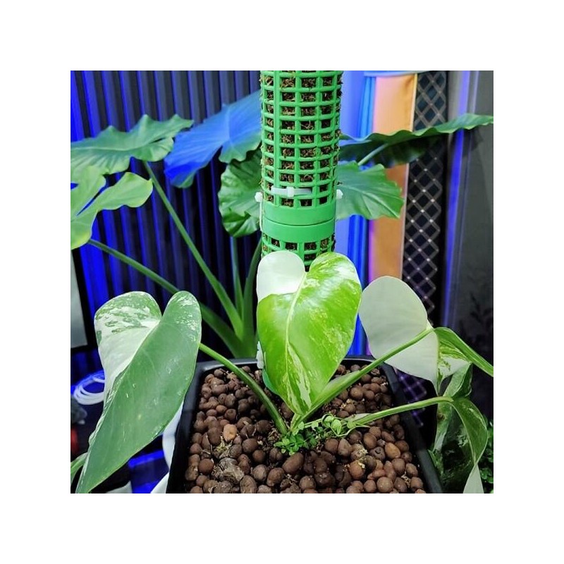 Monstera 2/1개 플라스틱 모스폴(모스 지지대) - 몬스테라용, 쌓아서 사용 가능