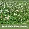 Flawn Seed Kits Dutch White Clover Seed Kit, Easy Spread