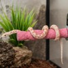 BingegePet Pink Resin Snake Climbing Branch, 4.1" Gourd-Shaped Reptile Ledge
