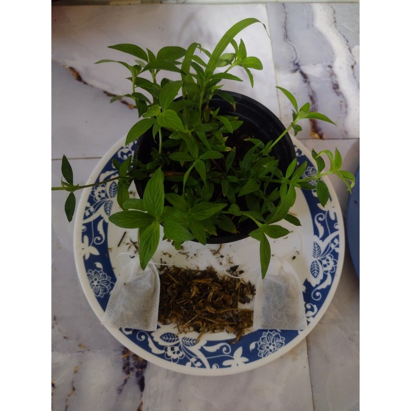 hojas y tallos de juana la blanca Juana La Blanca