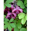 mightyoaktreenursery.com 6 scion cuttings of Akebia Quinata (aka Chocolate Vine)