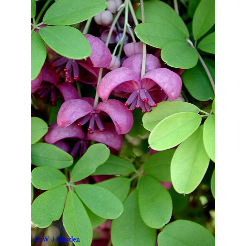 mightyoaktreenursery.com 6 scion cuttings of Akebia Quinata (aka Chocolate Vine)