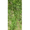 Unbranded 3 Southeastern Red Cedar Trees Live Plants Seedlings Sapling