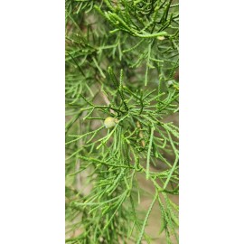 Unbranded 3 Southeastern Red Cedar Trees Live Plants  Seedlings Sapling 6-8"   Bare Root