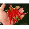 Cayenne Pepper Chili Hot Spicy Seeds Vegetable for Planting Giant