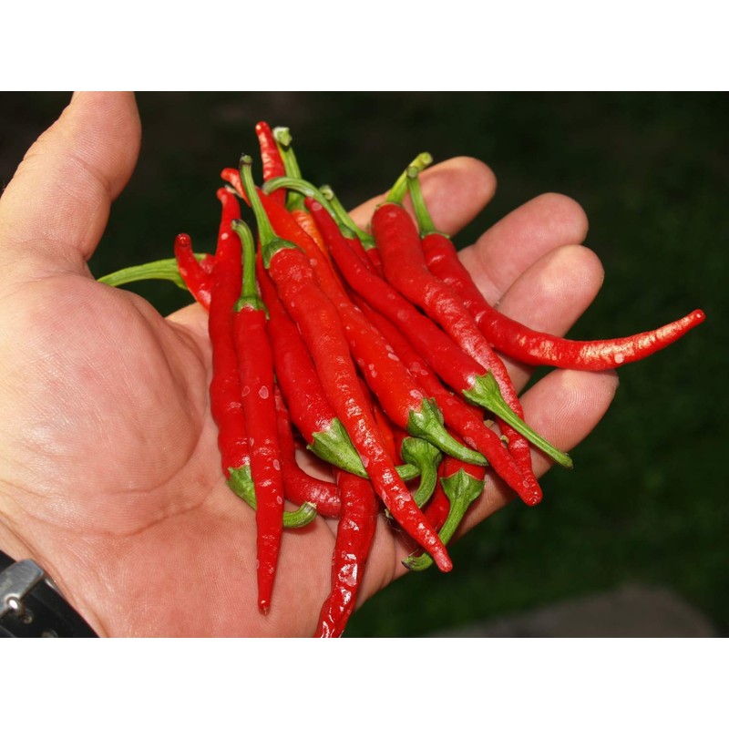 Cayenne Pepper Chili Hot Spicy Seeds Vegetable for Planting Giant