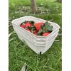 Bramley & Sage 500g Biodegradable Fibre Fruit Punnets (Various Quantities)
