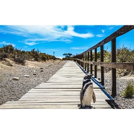World Traveler's Puzzles - 1000 Piece Nature Jigsaw Puzzle for Adults & Families - Wildlife Photography of Penguin in Puerto Madryn, Argentina - Unique Gift Idea for Puzzle & Travel Lovers
