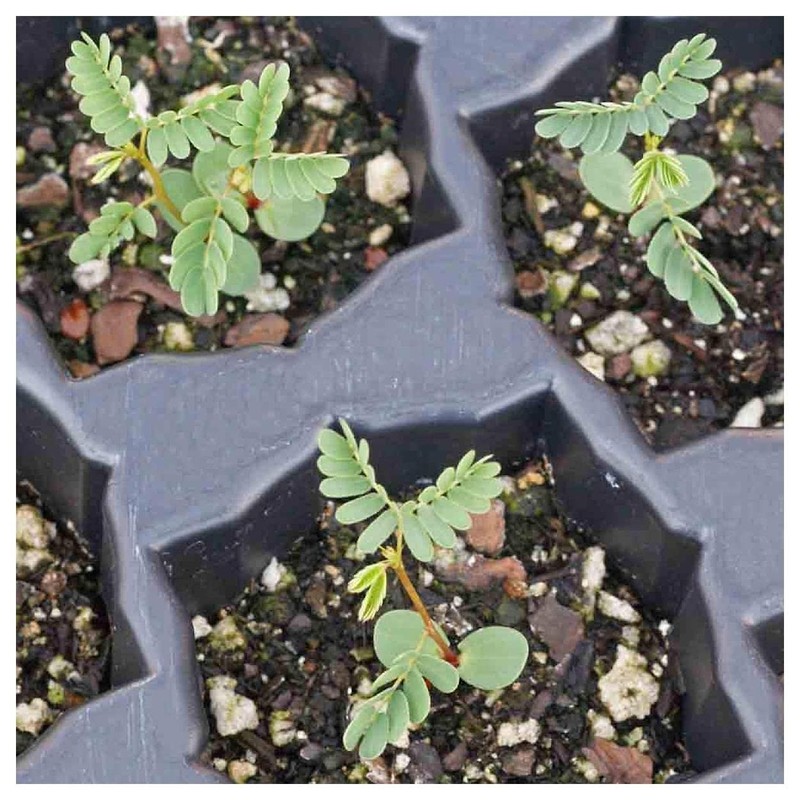 Everwilde Farms - 1 Lb Illinois Bundleflower Native Wildflower Seeds