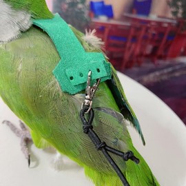 PARREN Bird Flight Harness Vest, Parrot Flight Suit with Leash for Parakeets, Bird Flying Clothes with Rope and Handle for Outdoor Activities Training, Anti Bite (XS), Green