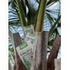 Palm Fertilizer - 3 Pack - Nursery Grade - Perfect