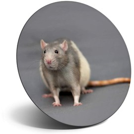 Destination Vinyl ltd Magnet for Refrigerator, Fridge - Cute Fancy Rat Rodent Pet for Office, Cabinet and Whiteboard, Magnetic Stickers, 14158