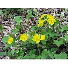 Chelidonium Majus Celadine Poppy Perennial Seeds