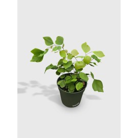 Bumble Plants Maidenhair Silver Dollar Fern 'Adiantum Peruvianum' - Live Plant Easy Care, Low