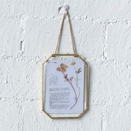 NCYP Hanging Octagon Brass Glass Frame for Pressed Dried Flowers Plant Specimen Herbarium, DIY Vintage Gallery Wall Mounted Decor Floating Frame 5X7 inches Style Gold, Glass Frame Only