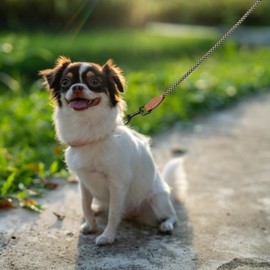 Mile High Life Small Dog Leash, Thin Rope Leash with Genuine Leather Connection and Heavy Duty Metal Clasp, Great for Small Medium Dogs(Black Khaki,48 Inch-1/3)