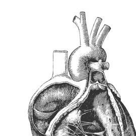Nacnic Anatomy Poster. Vintage style wall decoration of bisected hearts, muscles and bones. Assorted black and white pictures of human anatomy and body parts. Size A3.
