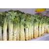 NIKA SEEDS - Vegetable Asparagus Lettuce Leaf Heirloom for Salads