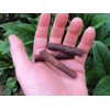 Comfrey - Root Cuttings - Bocking #4 (Symphytum ×  uplandicum)