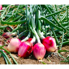 TomorrowSeeds - Red Tropea Onion Seeds - 200+ Count - for 2025 Planting Italian Cipolla Rossa Di Torpea Calabrian Florence Torpedo Cipolle Lunga Long Day Onions Heirloom Grow Your Own Home Farm Patio