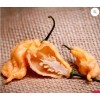 Jay's Peach 10 Jay's Peach Ghost Scorpion Pepper Fresh Seeds