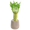 Arcadia Garden Products LV38 Tornado Lucky Bamboo, Live Indoor Plant