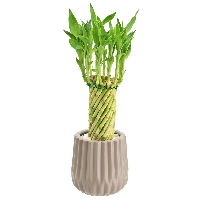 Arcadia Garden Products LV38 Tornado Lucky Bamboo, Live Indoor Plant