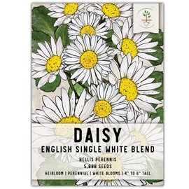 Seed Needs, English Daisy Seeds - 1,000 Heirloom Seeds for Planting Bellis perennis - White blooms, Perennial Flowering Plants for an Outdoor Garden (1 Pack)
