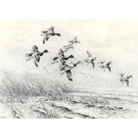 Barney Anderson - Bluebills