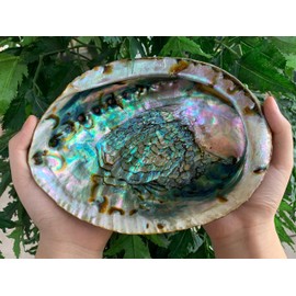 Wholesale Jumbo Abalone Shell, 7-8" Seashell Incense Burner, Smudge Bowl for Holding Smudge Sticks, Incense, Crafts, Display (1 Shell)