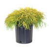 Chamaecyparis p. f. 'Aurea' (Gold Thread Cypress) Evergreen, yellow foliage,