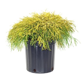 Chamaecyparis p. f. 'Aurea' (Gold Thread Cypress) Evergreen, yellow foliage, #2 - Size Container