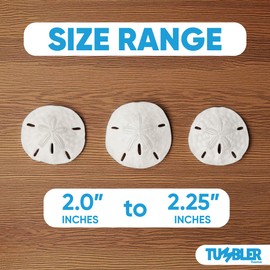 Tumbler Home White Sand Dollars 2" to 2.25" Set of 48 - Wedding Seashell Craft Sand Dollars- Hand Picked and Professionally Packed