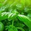Back To Nature Seed Company Sweet Basil - Seeds -