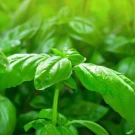 Back To Nature Seed Company Sweet Basil - Seeds - Organic - Non Gmo - Heirloom Seeds – Herb Seeds - 10 Seeds
