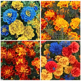 10000+ Mixed Marigold Seeds for Planting-French Marigold Flower Seed to Plant-Annual Flowers Non-GMO Heirloom Seeds-Open Pollinated