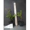 HOPE'S GARDEN Brazilian Grape Tree~~Jabotica
