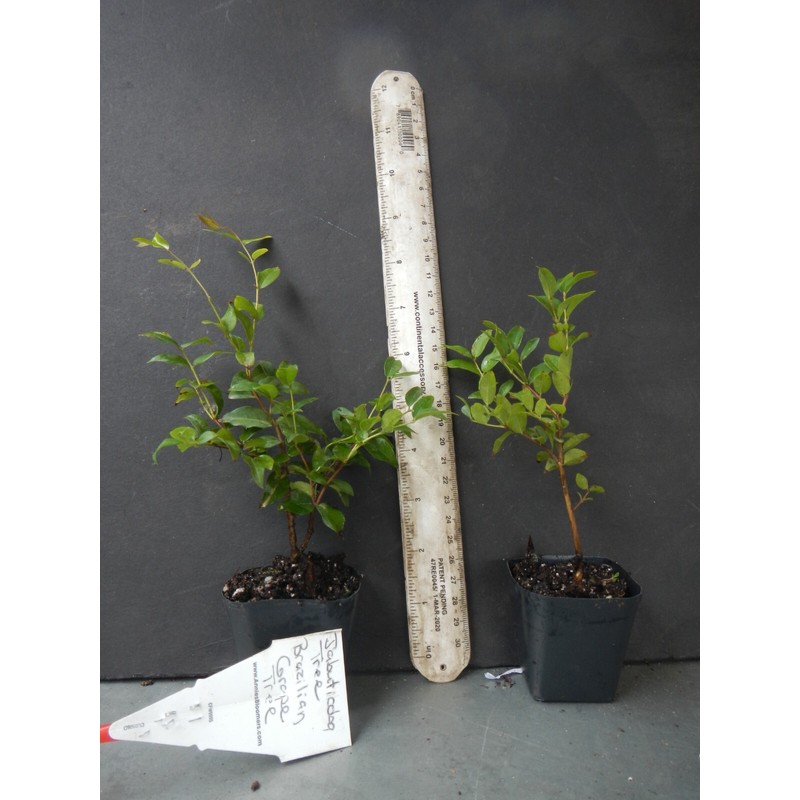 HOPE'S GARDEN Brazilian Grape Tree~~Jabotica