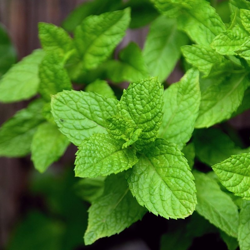 Peppermint 30ml Incent Essential Oil Aroma Oil AEAJ Certified Essential