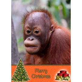 Orangutan Christmas Card 'Merry Christmas' - Special Xmas Card for Him Her Kids Male Female