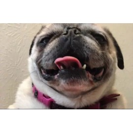 Straight Talk 3/1 Nano Micro And Reg SIM Card Save Activation Phone Pug House