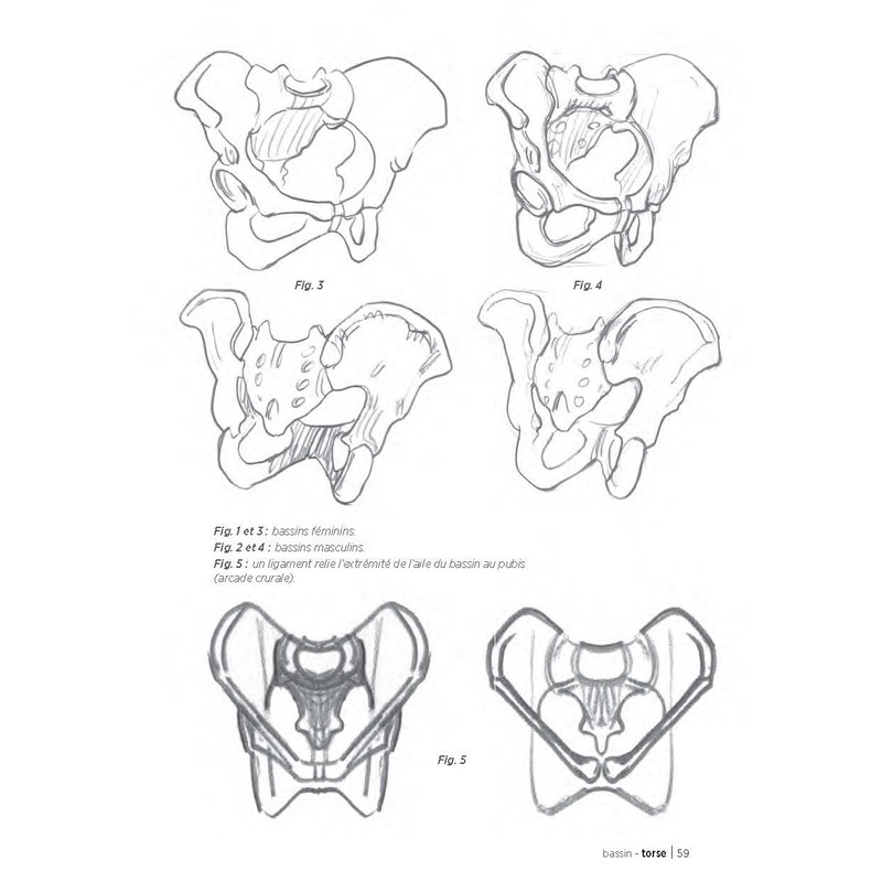 Morpho: Anatomie artistique