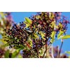 ORGANIC DRIED ELDERBERRIES 4oz - European Non-GMO Elderberry