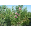 Desert Willow seeds (Chilopsis linearis) -20 seeds-