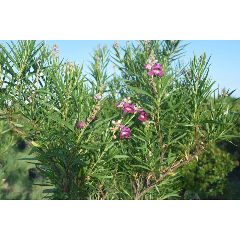 Desert Willow seeds (Chilopsis linearis) -20 seeds-